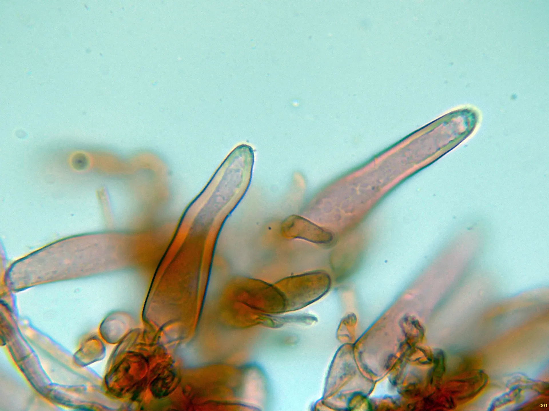 Microscopía de Inocybe amblyspora - 10 - Caulos medio-001
